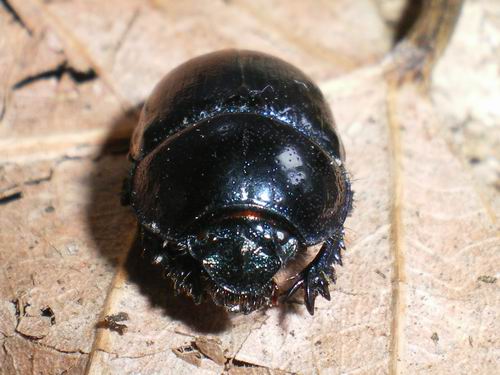 Anoplotrupes stercorosus